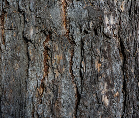 Pine tree bark texture at close range.