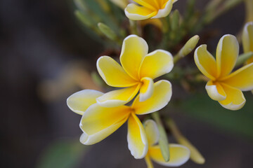 yellow and white plumeria frangipani flowers abstract background 