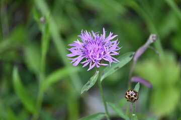 Geo-Pflad Gufferthütte Alpen Österreich Tirol Achenkirch