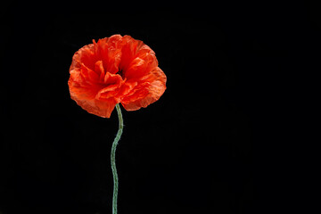 Remembrance day banner. Poppy flower on black background with free space for text. - obrazy, fototapety, plakaty