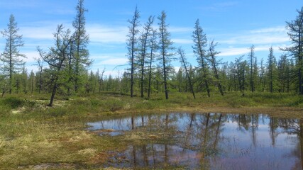 Fototapeta premium lake in the woods