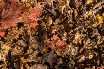 山の紅葉