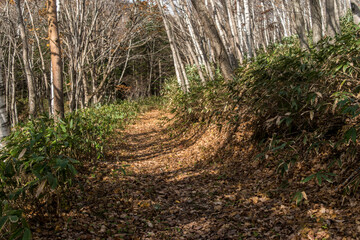 山の紅葉