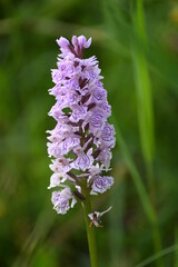 Geo-Pflad Gufferthütte Alpen Österreich Tirol Achenkirch