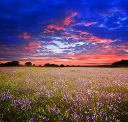 summer prairie with wild flowers under dramatic cloudy sky, outdoor sunset landscape