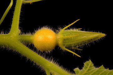 Pumpkin (Cucurbita maxima). Young Female Flower Closeup