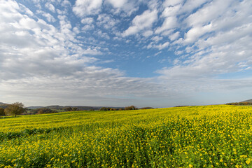 Fototapeta premium Herbst an der Bergstraße