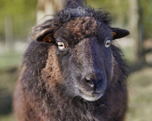 Naklejka premium Head shot of a female black ouessant sheep