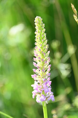 Geo-Pflad Gufferthütte Alpen Österreich Tirol Achenkirch
