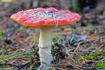 closeup red fly-agaric mushroom in a forest