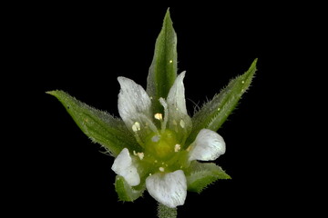 Three-Nerved Sandwort (Moehringia trinervia). Flower Closeup