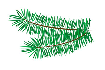 Spruce branches on a white background. Vector illustration on white background.