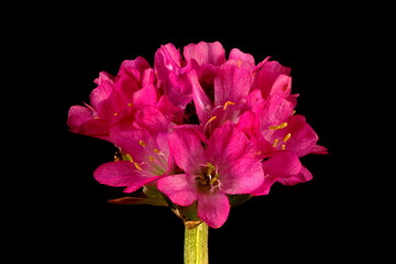 Thrift (Armeria maritima). Flowering Capitulum Closeup