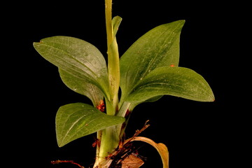 Creeping Lady's-Tresses (Goodyera repens). Basal Leaf Rosette Closeup
