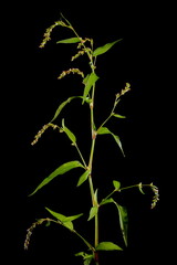 Water Pepper (Persicaria hydropiper). Habit