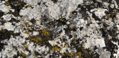 Lichen on natural stone.top view.Texture,background