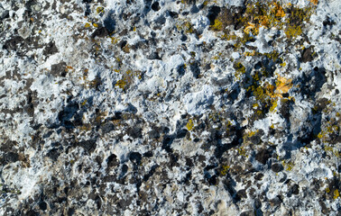 Lichen on natural stone.top view.Texture,background