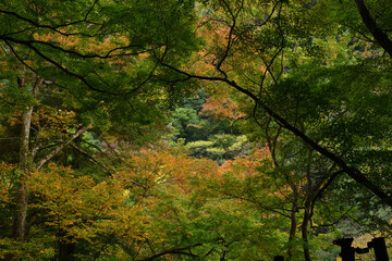 大阪箕面公園　秋の訪れ