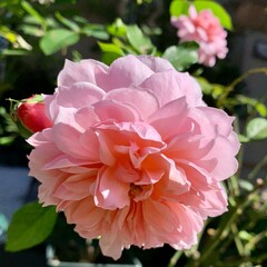 イングリッシュローズ、アンブリン