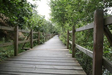 Wooden Walkway through the forest