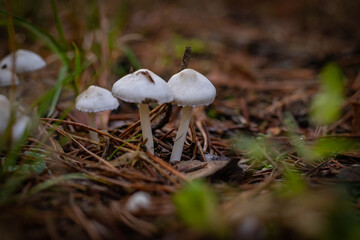 wild mushrooms in autumn forest
