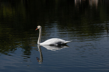 White swan in Palencia swimming alone in the water