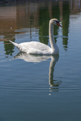 Daytime shot of white swan swimming alone ina lake in palencia