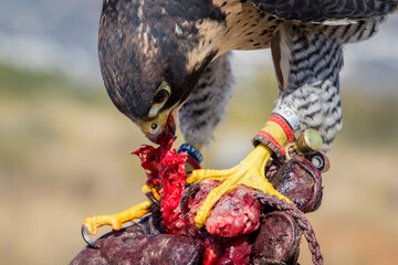 Halcón peregrino comiendo tras un vuelo en España