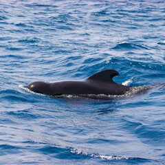 Obraz premium Pilot whales on a whale watching tour