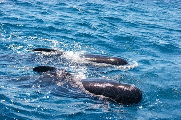 Pilot whales on a whale watching tour