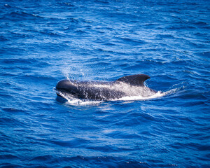 Naklejka premium Pilot whales on a whale watching tour