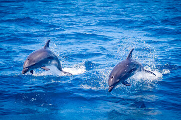 Two happy dolphins jumping out of water
