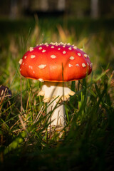 wild mushrooms in sunny autumn forest