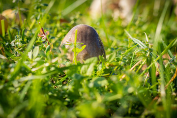 wild mushrooms in sunny autumn forest