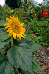 Foto auf Glas Sonnenblume in einem Blumenbeet // Sunflower in a flowerbed © bennytrapp