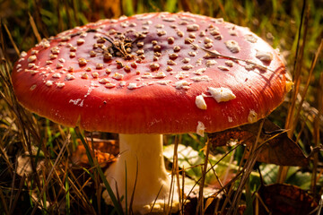 wild mushrooms in sunny autumn forest