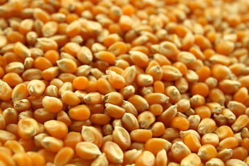 close up of popcorn seeds