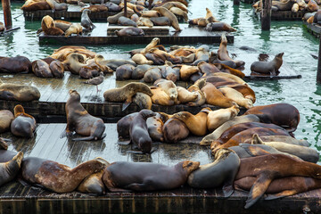 The landmark of the US Pacific coast