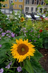 Deurstickers Sonnenblume in einem Blumenbeet // Sunflower in a flowerbed © bennytrapp