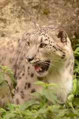 ユキヒョウ