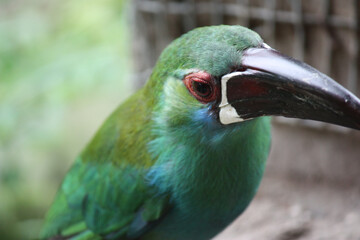 Closeup shot of hornbill on blurred background © Julia Rose Camus/Wirestock