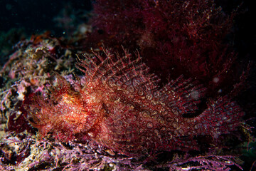 Fototapeta na wymiar Weedy scorpionfish