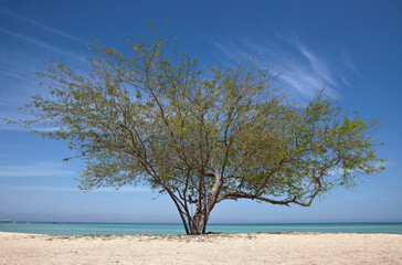 Fototapeta na wymiar A single tree by the beach with a cloudy sky