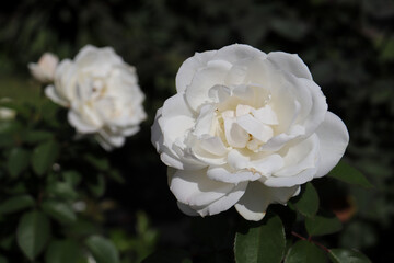 薔薇 ローズ バラ 白い ホワイト