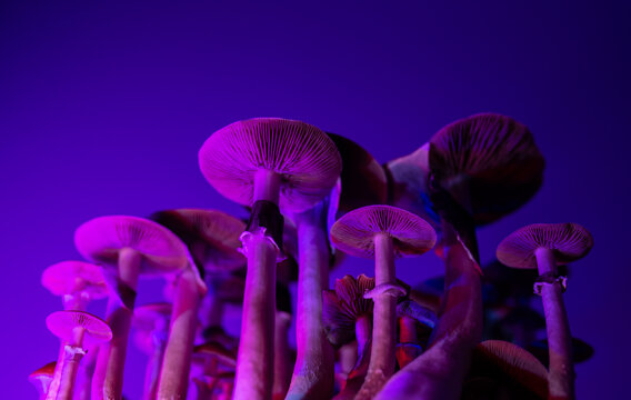 psychedelic psilocybin mushrooms background