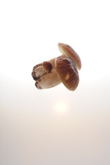 Grzyby ułożone na jasnym jednolitym tle. © Dariusz