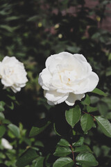 ホワイト ローズ バラ 薔薇 ガーデン