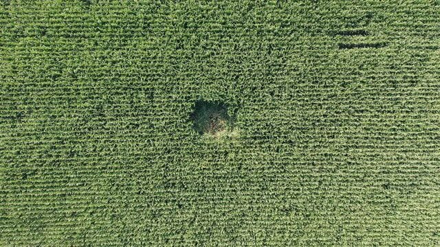 Traces of wild animals in the corn field.