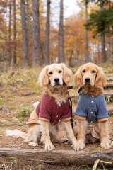 横谷観音／ゴールデンレトニエル