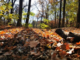 autumn in the forest
